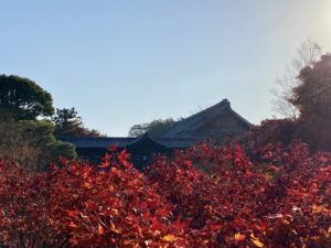 東福寺　紅葉